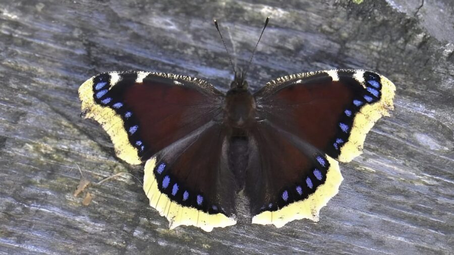 If you spot these creatures on the leaves of your garden, don’t touch them: here’s what they are
