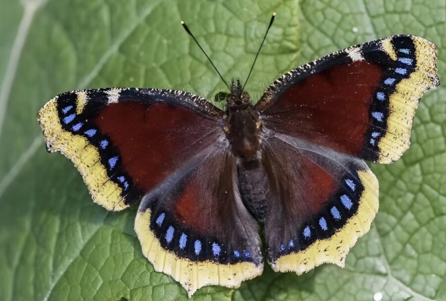 If you spot these creatures on the leaves of your garden, don’t touch them: here’s what they are